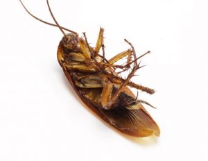 Cockroach Pest Control Bondi Junction and Woollahra